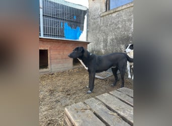 ⭐️SMOKY⭐️, sportlicher Rüde, 1 Jahr, 46 cm, Mischling, Tierschutz