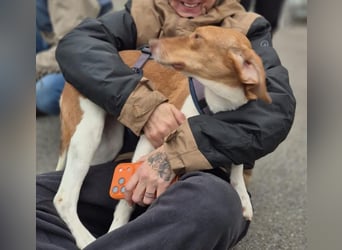 KATRA, Schmusebacke, 1 Jahr, 45 cm, Mischling, Tierschutz, Pflegestelle 57635