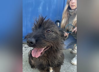 Szálka, zauberhafter junger Rüde