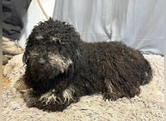 Samu möchte dir sein Herz schenken