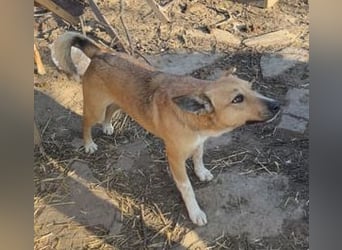 ⭐️Kimba⭐️, Frechdachs, Hündin, 3 Jahre, 45 cm, Mischling, Tierschutz