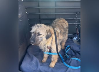 HEARTY, zuckersüßes Spielkind, 1 Jahr, 41 cm, Mischlingsmädchen, Tierschutz Rumänien