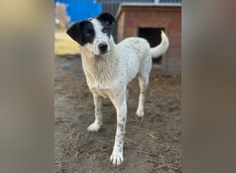 ⭐️SNOW⭐️, Herzensbrecher, Rüde, 1 Jahr, 46cm, Mischling, Tierschutz