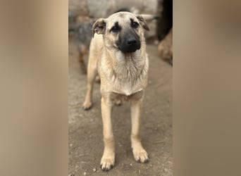 ⭐️Phillis⭐️, aufgeweckte Welpenmaus, Hündin, 8 Monate, 39 cm, Mischling, Tierschutz Rumänien