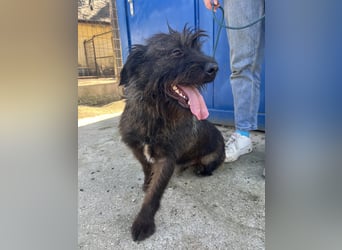 Szálka bittet um Streicheleinheiten