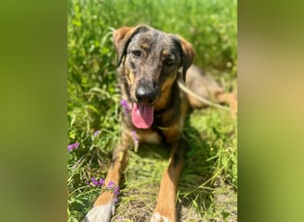 AMY, liebes Leckermäulchen, 2 Jahre, 45 cm, Mischling, Tierschutz Rumänien