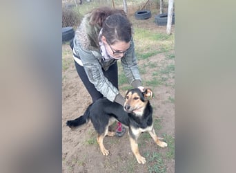 Kerubin, toller Hundemann