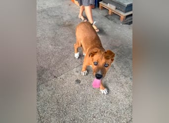 Scooby - der kleine Charmeur mit den eisblauen Augen sucht sein Zuhause!