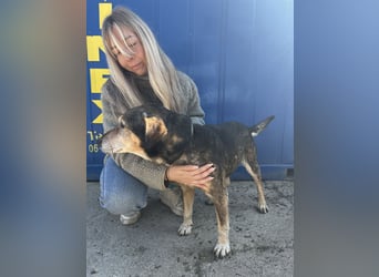 Akela sucht einen Gnadenplatz