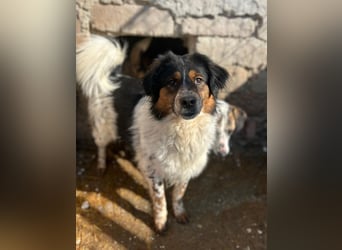 ⭐️OREO⭐️, Rüde, 4 Jahre, 43 cm, Mischling, Tierschutz