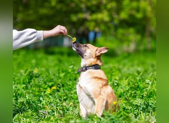 Schüchterner Punsch sucht seine Familie