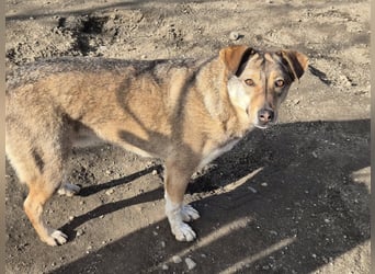 Hündin Bernstein stellt sich vor