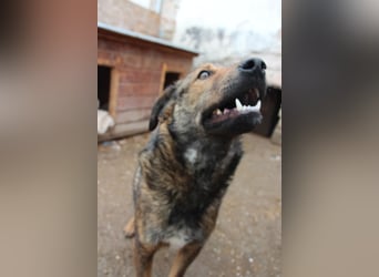 XORO, charmanter Goldschatz, 1,5 Jahre, 50 cm, Mischling, Tierschutz, Pflegestelle Hennef