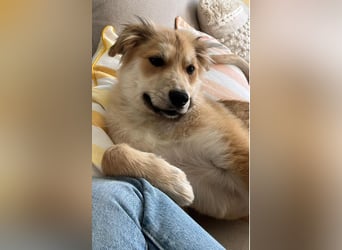 KORBEL, schlauer Schatz, 5 Monate, 41 cm, Mischlingsjunge, Pflegestelle 51503, Tierschutz Rumänien