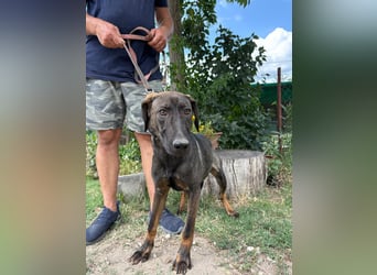 Valentino braucht eine Chance auf Glück