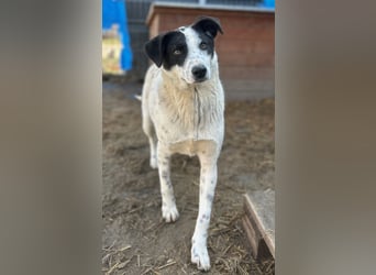 ⭐️SNOW⭐️, Herzensbrecher, Rüde, 1 Jahr, 46cm, Mischling, Tierschutz