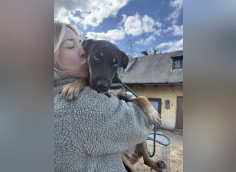 Rizling sucht Liebe