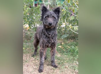 Bezaubernde Zelmira sucht ihr Glück