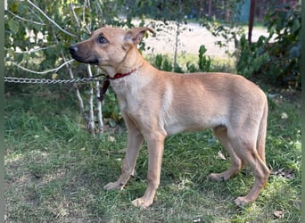 Vitold sucht sein Körbchen