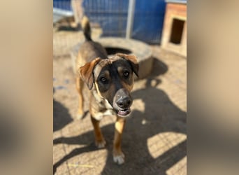 ⭐️EPPO⭐️, Rüde, 1 Jahr, 50 cm, Mischling, Tierschutz