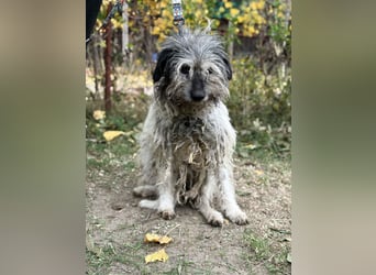 Vileda - dringend Gnadenplatz gesucht!!