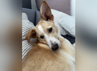 NURIAN, schüchterner Mischlingsjunge, 8 Monate, 45 cm, Pflegestelle 51503, Tierschutz Rumänien