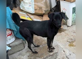 ⭐️BERYLL⭐️, für immer treu, Hündin, fast 3 Jahre, 41 cm, Mischling, Tierschutz Rumänien