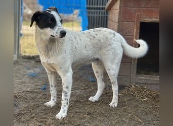 ⭐️SNOW⭐️, Herzensbrecher, Rüde, 1 Jahr, 46cm, Mischling, Tierschutz