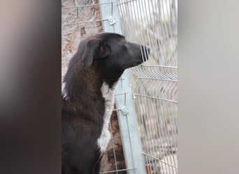 ⭐️SMOKY⭐️, sportlicher Rüde, 1 Jahr, 46 cm, Mischling, Tierschutz