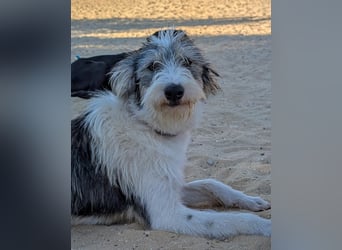 Liebenswerte Elva wartet in Portugal auf unserem Tierschutzhof!