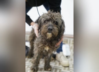 SPARTACUS, wunderbarer Wuschel, Rüde, 9 Monate, 46 cm, Mischling, Tierschutz Rumänien