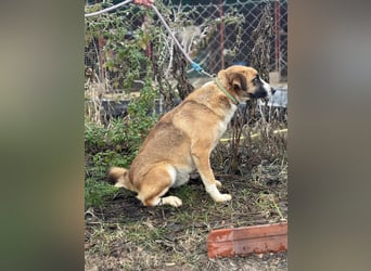 Shirley sucht seinen Platz