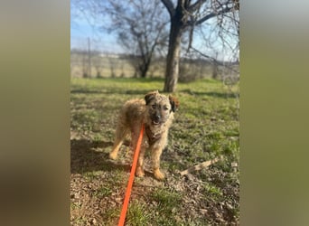 HEARTY, zuckersüßes Spielkind, 1 Jahr, 41 cm, Mischlingsmädchen, Tierschutz Rumänien