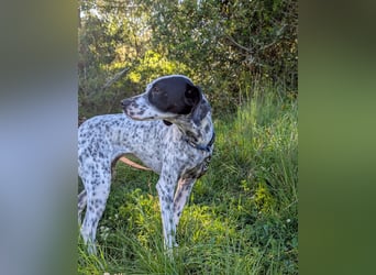 Zauberhafte Dotti wartet auf unserem Tierschutzhof in Portugal auf dich!