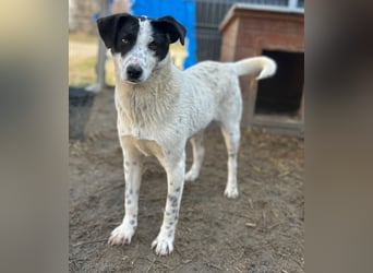 ⭐️SNOW⭐️, Herzensbrecher, Rüde, 1 Jahr, 46cm, Mischling, Tierschutz