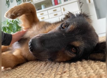 BRYNJA, sensible Angsthündin, 4 Jahre, 42 cm, Mischling, Tierschutz, 48301 Nottuln