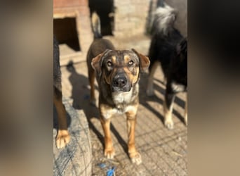 ⭐️EPPO⭐️, Rüde, 1 Jahr, 50 cm, Mischling, Tierschutz