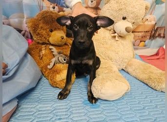 Frederico sucht einen Sportpartner
