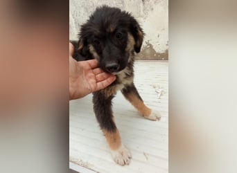 STELUTA, süßes Leckermäulchen, 3 Monate, 27 cm, Mischlingsmädchen, Tierschutz Rumänien