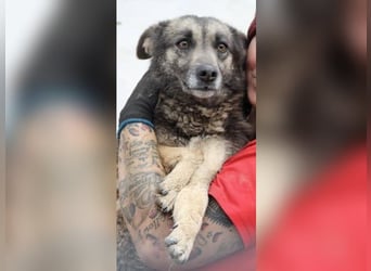⭐️GREY⭐️,besondere Hündin, 4,5 Jahre, 50 cm, Mischling, Tierschutz Rumänien