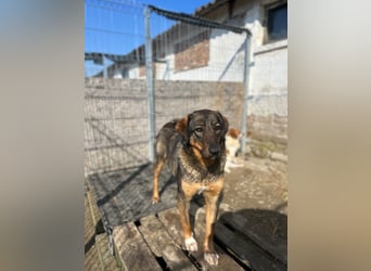 AMY, liebes Leckermäulchen, 2 Jahre, 45 cm, Mischling, Tierschutz Rumänien