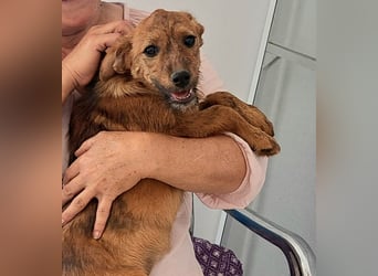 Stela sucht ein liebevolles Zuhause