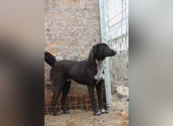 ⭐️SMOKY⭐️, sportlicher Rüde, 1 Jahr, 46 cm, Mischling, Tierschutz