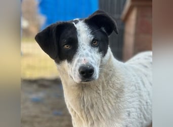 ⭐️SNOW⭐️, Herzensbrecher, Rüde, 1 Jahr, 46cm, Mischling, Tierschutz
