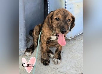 Clara sucht ihr Für immer Zuhause
