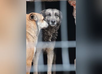 ⭐️GREY⭐️,besondere Hündin, 4,5 Jahre, 50 cm, Mischling, Tierschutz Rumänien