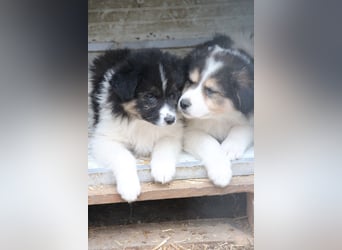 SARINA, Schmuse-Welpin, 3 Monate, 28 cm, Mischlingsmädchen, Tierschutz Rumänien