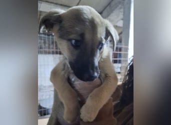 ⭐️Plisch⭐️, verschmuster Welpenmann, 8 Monate, 49 cm, Mischling, Tierschutz