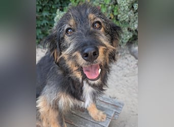 Menschenbezogener Benno wartet in Portugal auf seine Menschen!