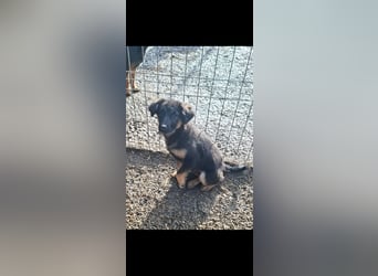 Luna - momentan auf Pflegestelle in 50969 Köln